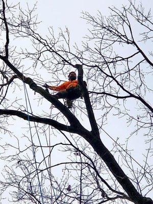 Treemendous Tree Care