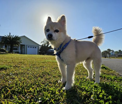 The Mighty Floof