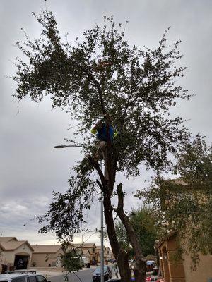 Tree Removal.