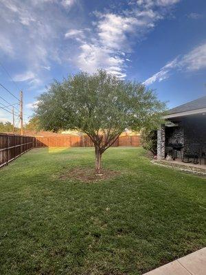 Freshly trimmed tree with beautiful background