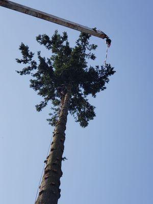 Andrew taking down tree