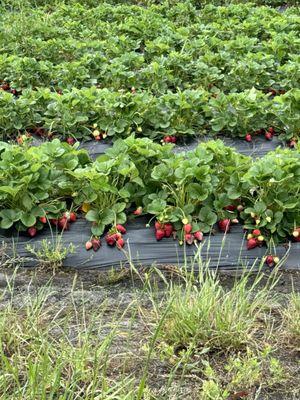 Just a pic of one of the fruitful rows of strawberries