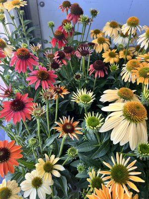 Coneflowers