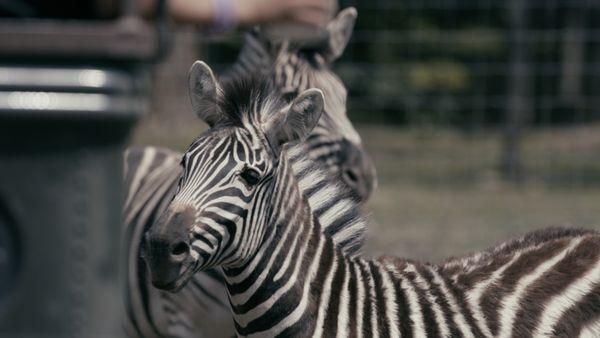 Our zebras are a favorite among visitors.