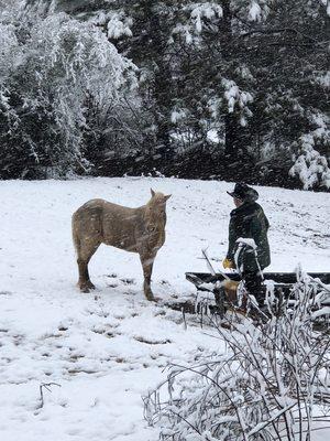 Bogue Chitto Horse Rentals