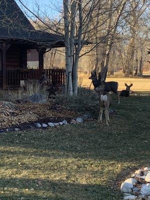 Deer on the lawn at daybreak