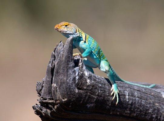 Eastern Collared Lizard by Odonata