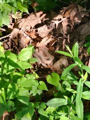 Stay alert! Copperhead snake right off the sidewalk near the park.