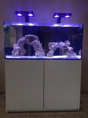 Looks like they got a new coral tank that looks amazing!