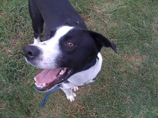 Bailey loves to jump. Now he minds his manners.