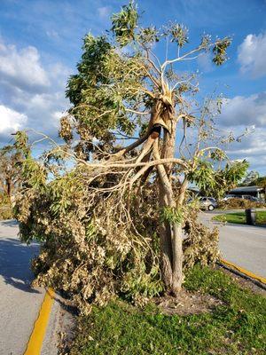 Wind blown tree from hurricane Ian.