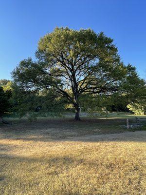 Lovely Cedar Elm in Pease Park
.
#austinlife #austinliving #austintrees #austinarborist #arboristsofinstagram #arboristlife