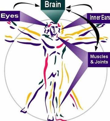 The Vestibular System