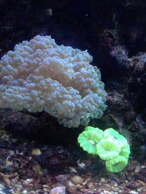 Happy Bubble and Green Candy Coral! Aren't they pretty...