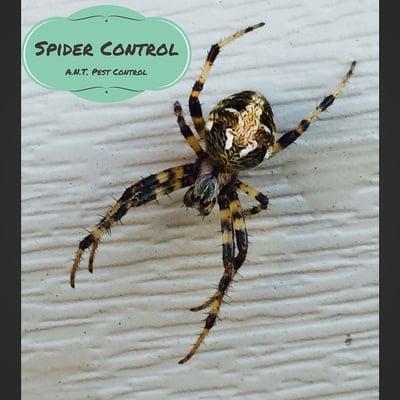 A.N.T. Pest Control Spider Control