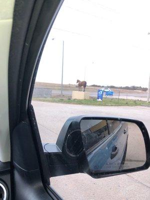 Cool horse statue in front