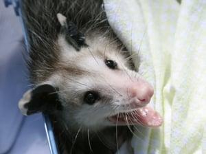 Atlanta Opossum Trapping and Removal