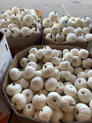 White Pumpkins