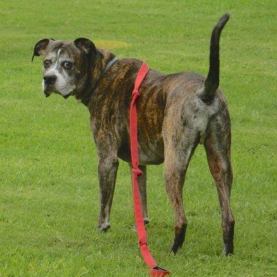 My dog Bubba. He had lymphoma in 2016. I monitored his health til he was not feeling well.