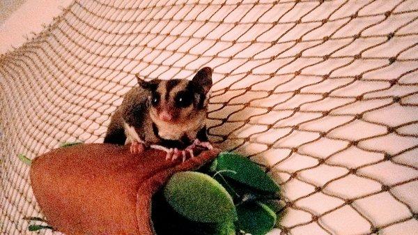 Sugar glider