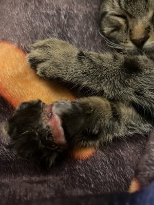 Max's paw, that I was told by Dr. Placke's staff would heal in time