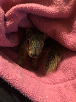 This is a wildlife rescue squirrel that Dr. Taylor helped me rescue