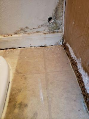 Mold/mildew on wall and bathroom cabinet