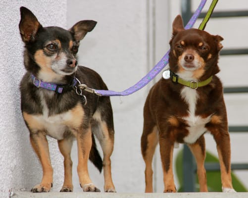 Just a few dogs that are walked by Steve in Playa Vista for Playa Vista Pet Sitters - 310-295-2524