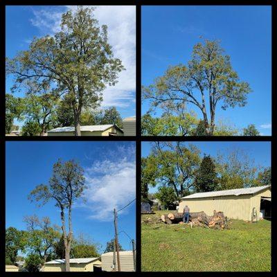 Pecan tree and stump removal