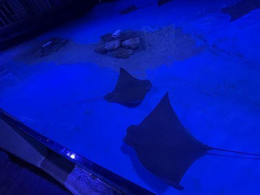 Touch a stingray exhibit