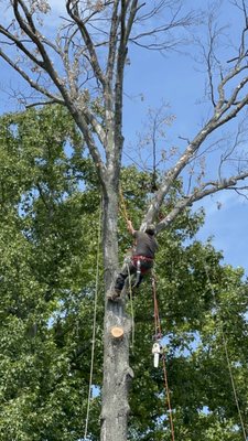 Climber in tree.