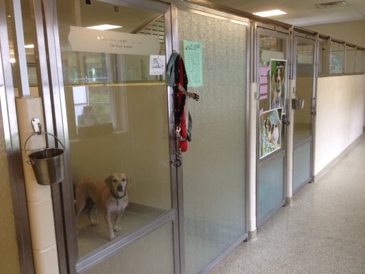 One of the dog kennel rooms