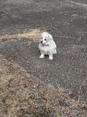 Our 13 year old jack russell terrier, patches