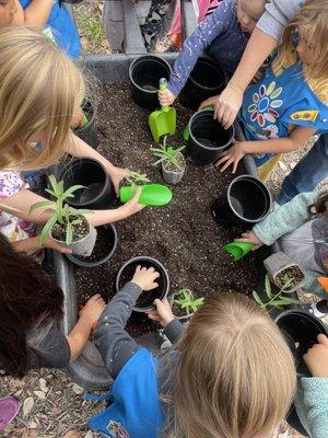 Planting milkweed