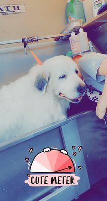 Great Pyrenees