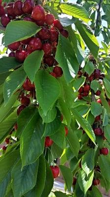 The great part of living in Moses Lake is most of the year we have fresh produce ready to eat! These are some of Dr...