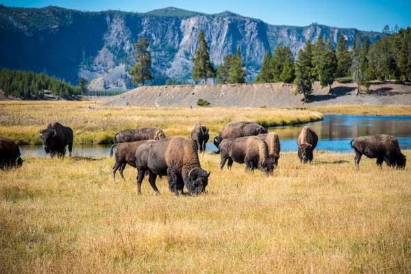 Yellowstone Tour