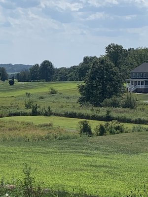 Crab grass as shown here