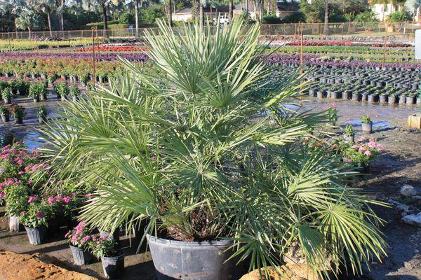 european fan palm