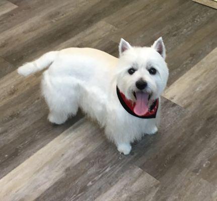 Jack loves his new haircut.