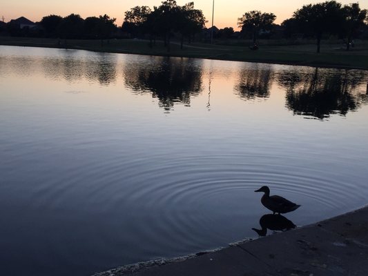 Female mallard by the pond just past sunset!