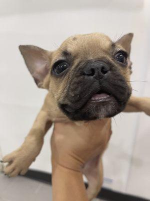 French Bulldog