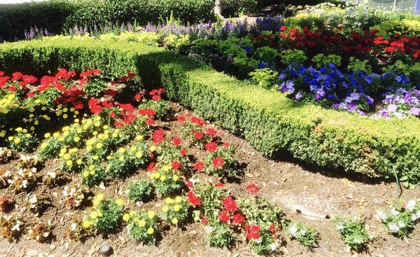 Spring flowers separated by boxed hedge.