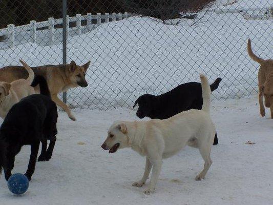 Progressive School For Dogs