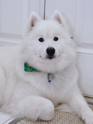 Ahri after her grooming