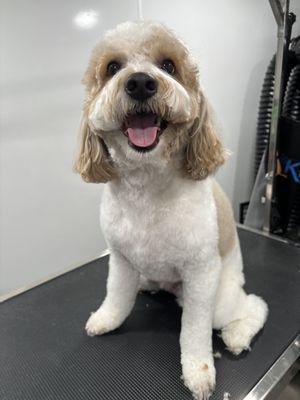 This Cavachon just got groomed and is ready for the summer heat.