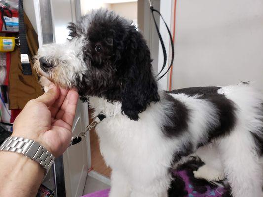 Grayson Standard Poodle puppy before.