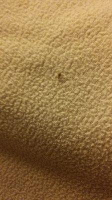 Bed bug nymph on bedding in room 208