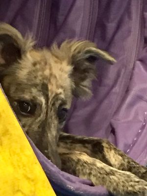 Puppy Cricket rests in the tunnel during agility training.