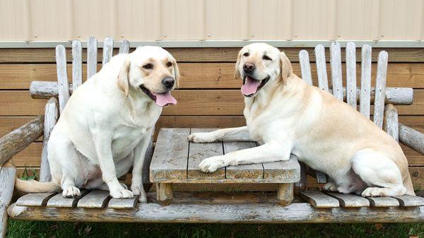 Castille Creek Kennels